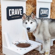 Futterstelle für Hunde aus Holz für die Veranstaltung Baltic Lights, davor steht ein Husky