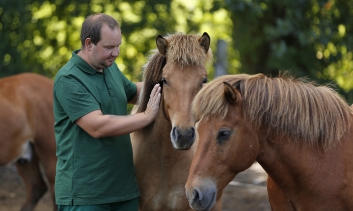 Eine Person streichelt ein Pferd.