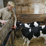 Eine Person gibt zwei Kälbchen Milch auf einem Behälter.